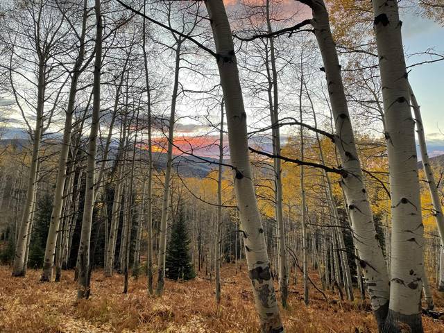 Colorado aspen grove at sunset with orange and yellow foliage.