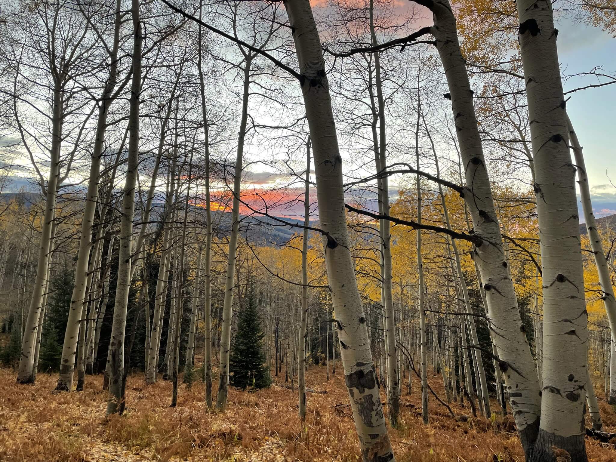 Colorado aspen grove at sunset with orange and yellow foliage.