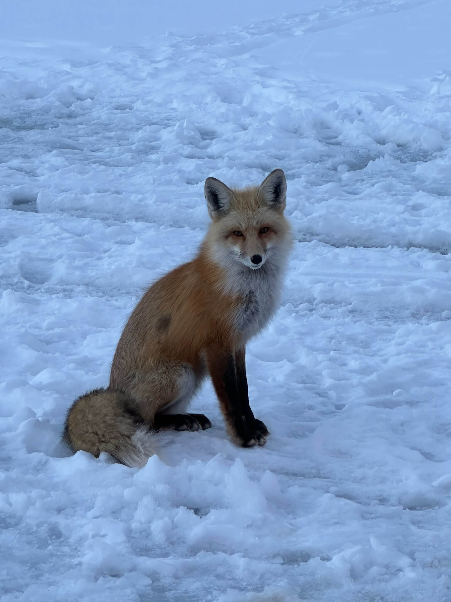 Red fox sitting in the snow in Colorado.